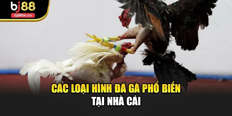 Các loại hình đá gà phổ biến tại nhà cái