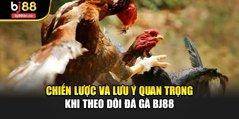 Chiến lược và lưu ý quan trọng khi theo dõi đá gà Bj88
