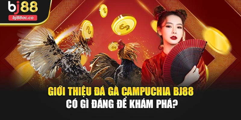 Giới thiệu Đá gà Campuchia Bj88 có gì đáng để khám phá?