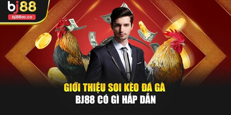 Giới thiệu Soi kèo đá gà Bj88 có gì hấp dẫn
